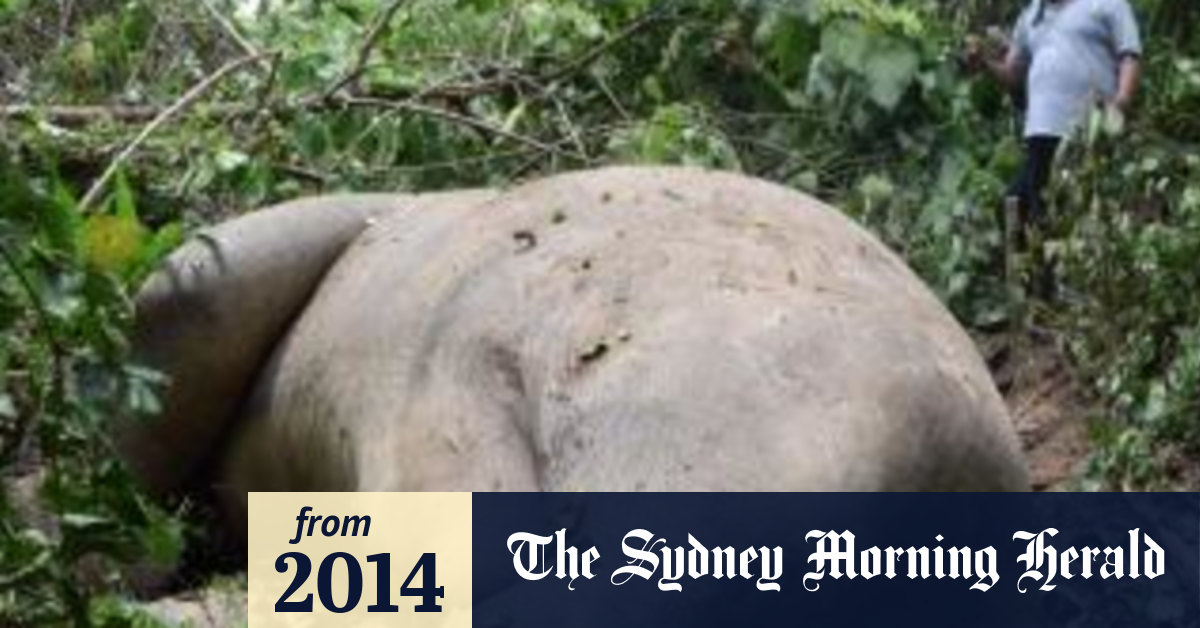 Three elephants found dead in Aceh, Indonesia, with tusks removed